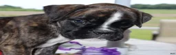 Boxer dogs for sale: Kobe- Champ lines - Ad 1