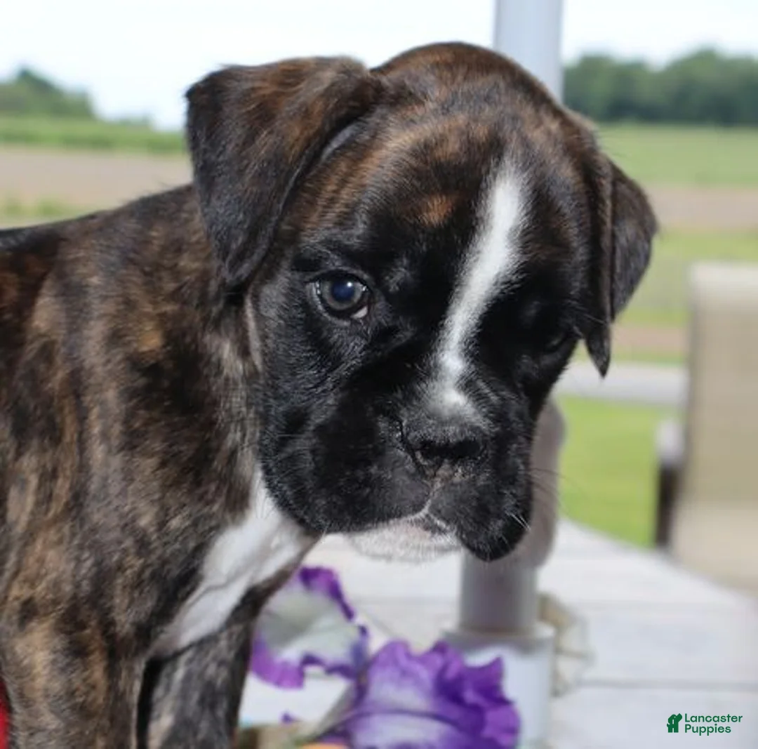 Boxer dogs for sale: Kobe- Champ lines - Ad 1