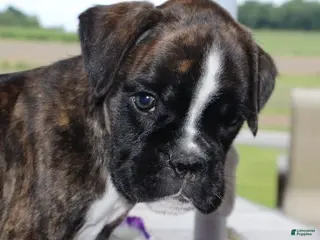 Boxer dogs for sale: Kobe- Champ lines - Ad 4