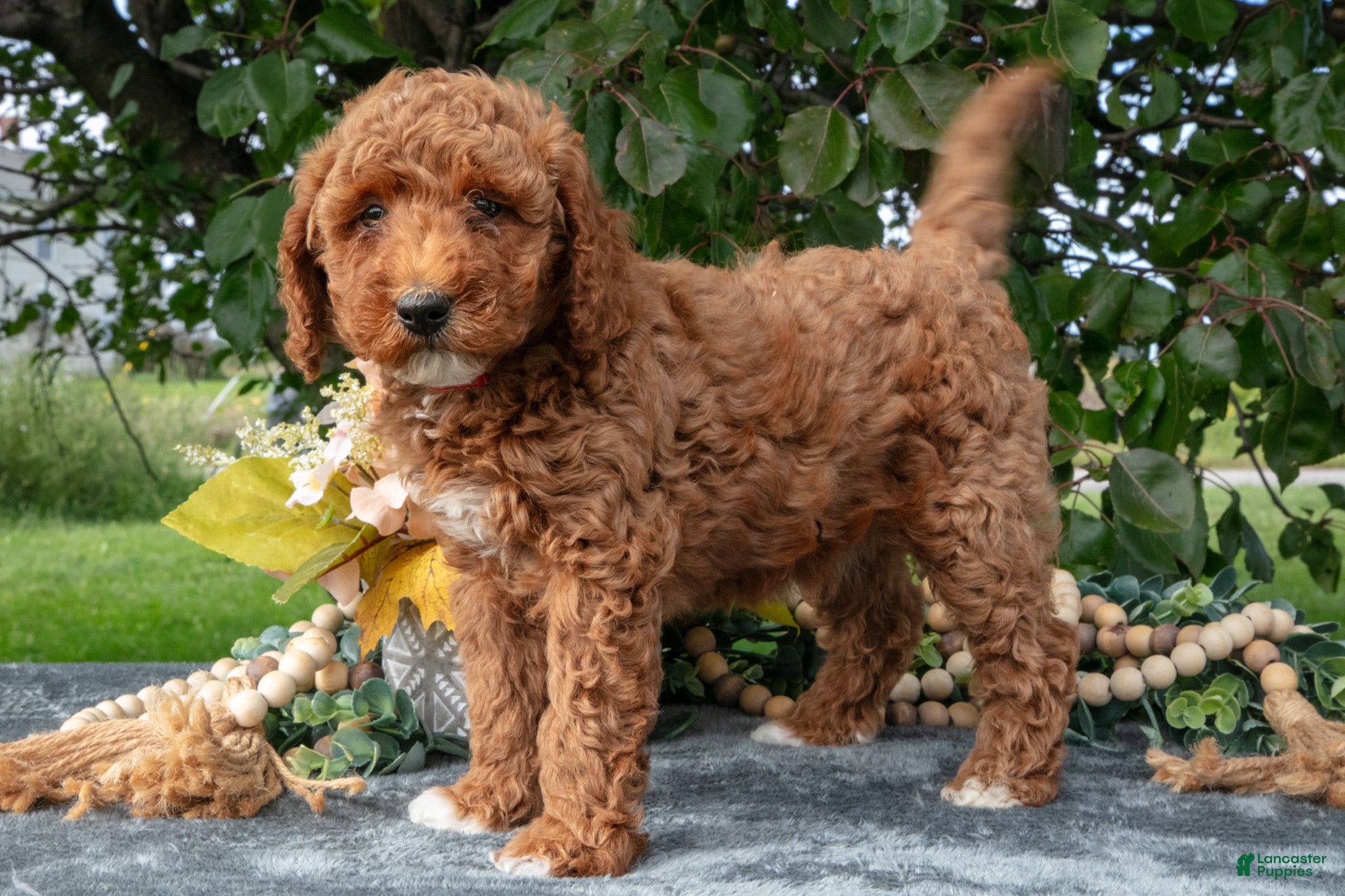 Miniature Poodle dogs Tootise - Ad 2