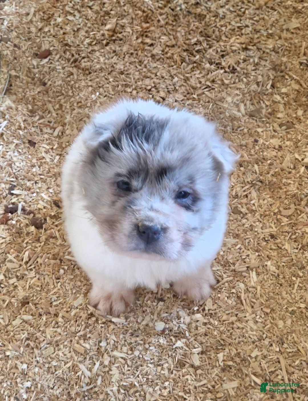 Shar Pei dogs for sale: Nova  - Ad 8