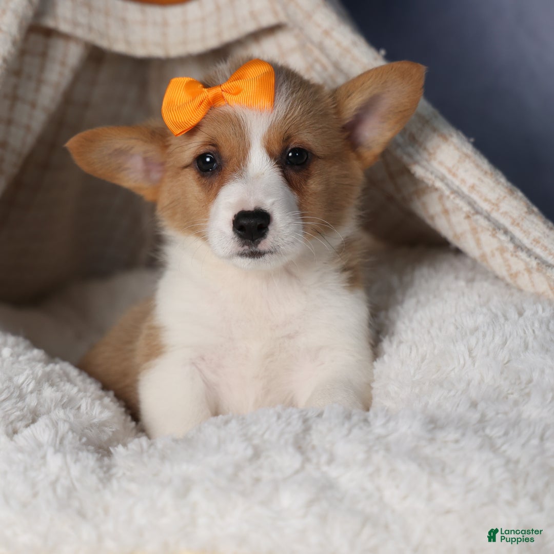 Welsh Corgi Pembroke dogs for sale: Duke - Ad 14