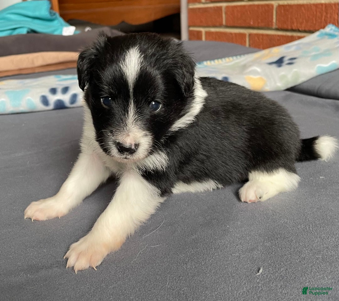 Mixed Breed dogs for sale: Spot.   - Ad 1