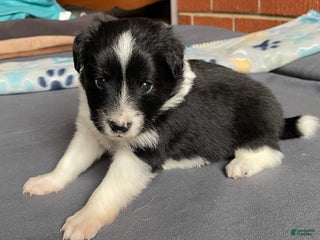 Mixed Breed dogs Spot. - Ad 8