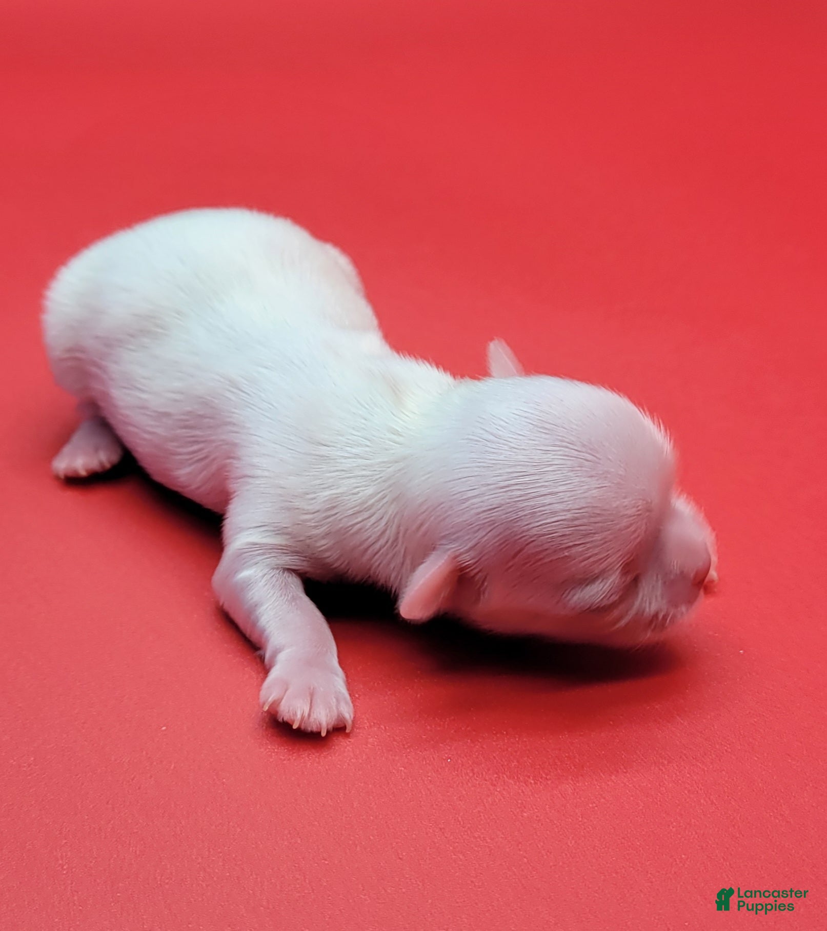 Maltese dogs Maltese Puppy 1 - Ad 1