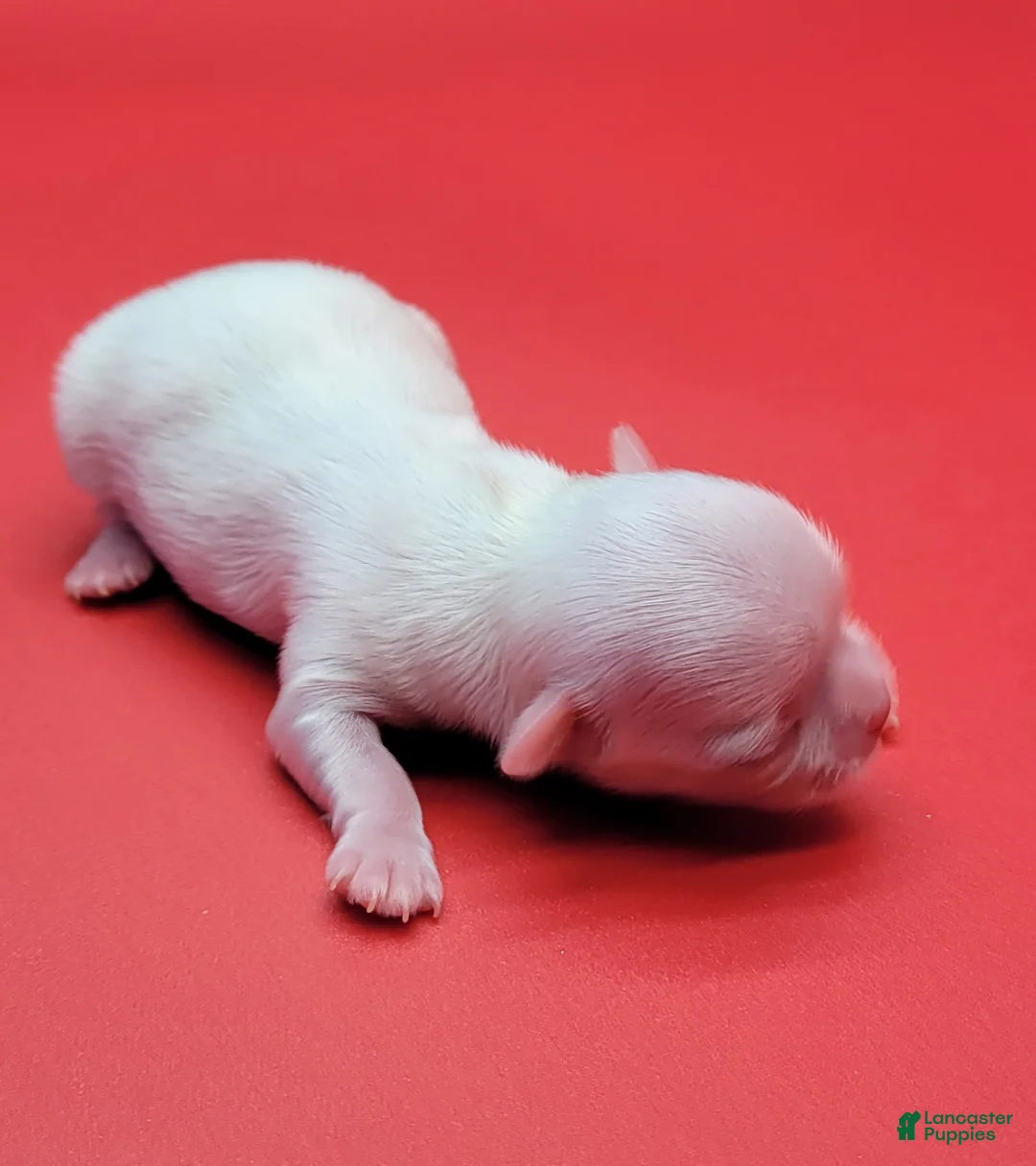 Maltese dogs for sale: Maltese Puppy 1 - Ad 1