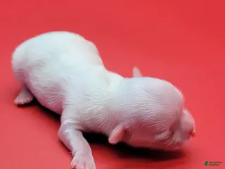 Maltese dogs Maltese Puppy 1 - Ad 3