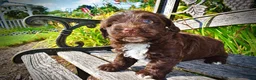 Havapoo dogs for sale: Hershey - Ad 8