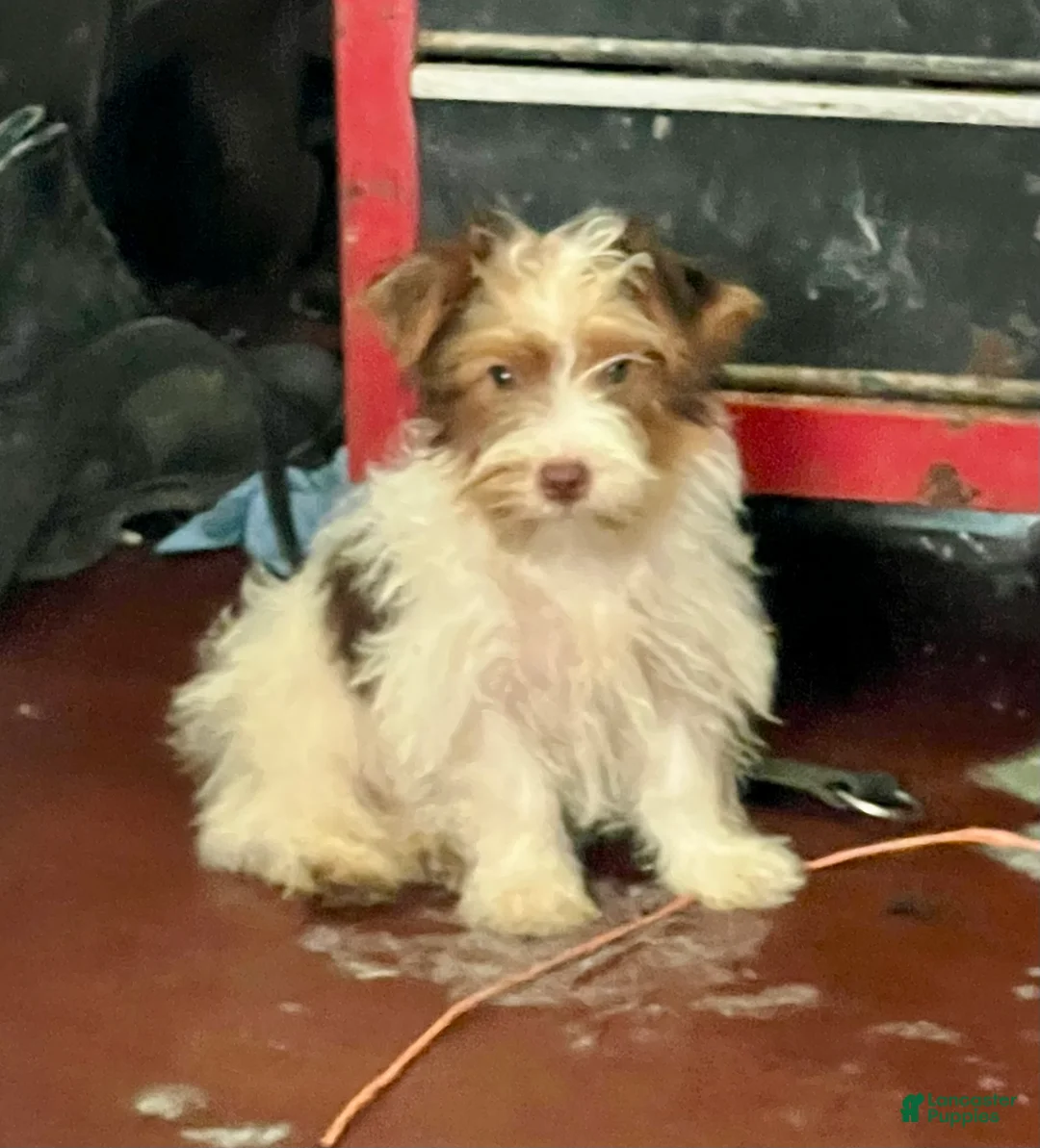 Yorkshire Terrier dogs for sale: Parti- Yorkshire Terrier NOAH  - Ad 6