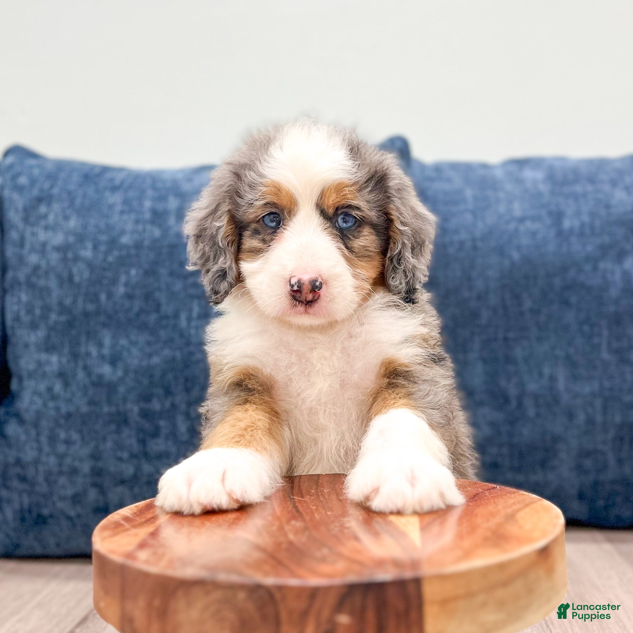 Mini Bernedoodle dogs Zues - Ad 2