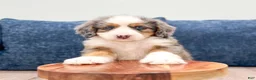 Mini Bernedoodle dogs for sale: Zues - Ad 2