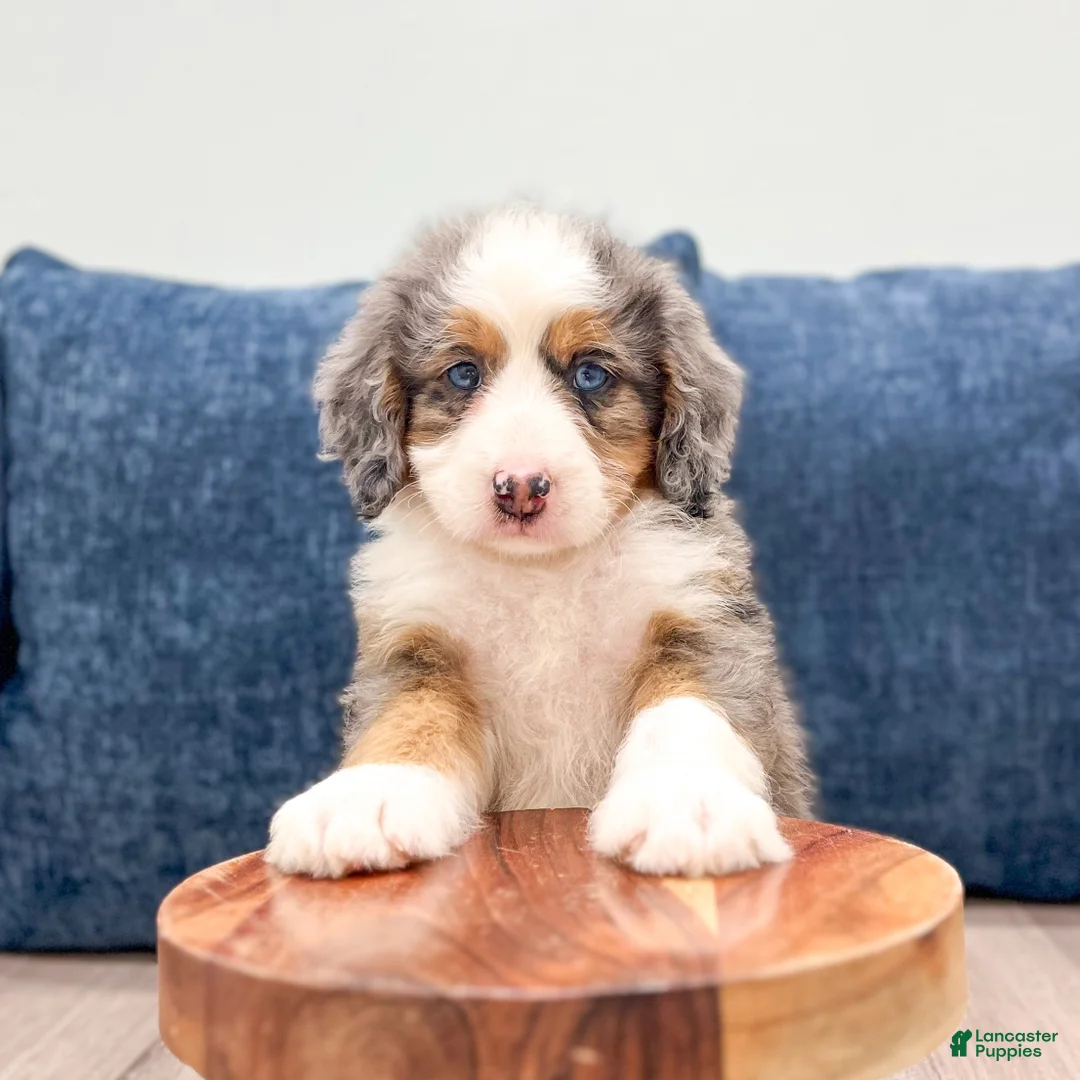 Mini Bernedoodle dogs for sale: Zues - Ad 2