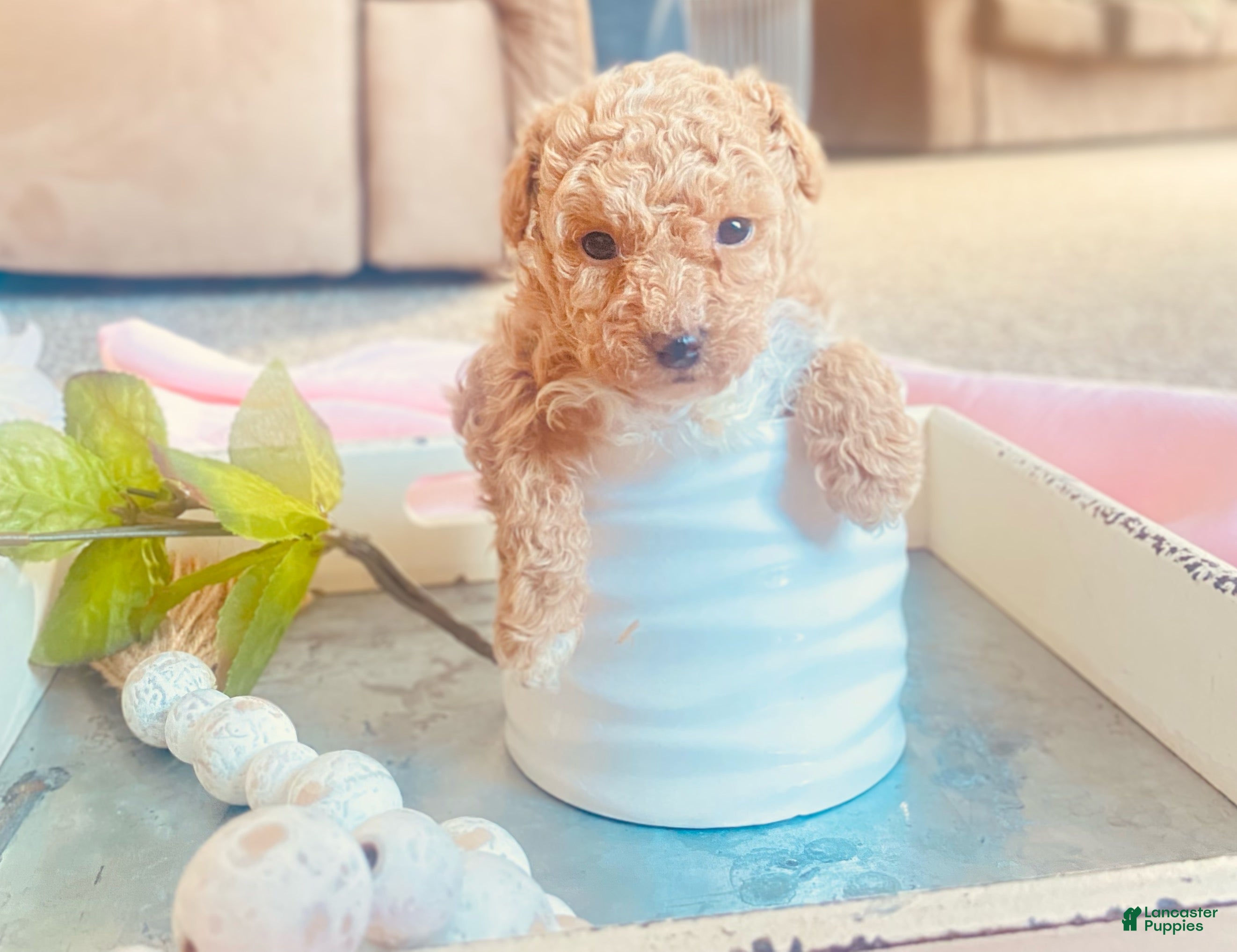 Toy Poodle dogs ♥️SWEET DOLLIE MAE♥️ - Ad 10