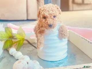 Toy Poodle dogs ♥️SWEET DOLLIE MAE♥️ - Ad 10