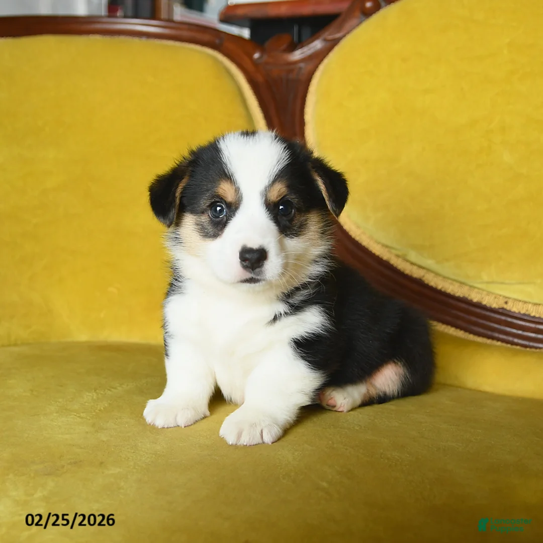 Welsh Corgi Pembroke dogs for sale: Tigger - Ad 3