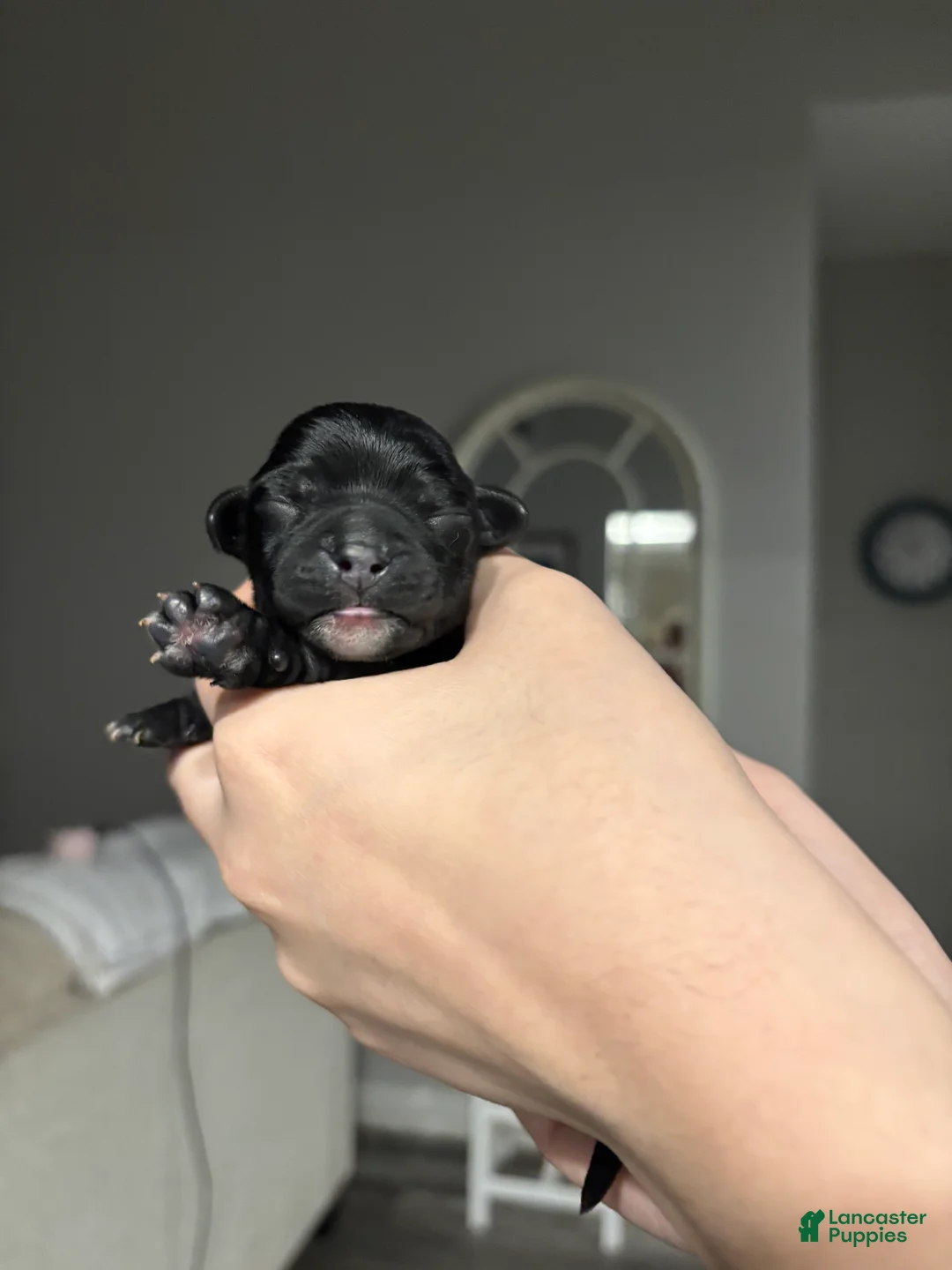 Mixed Breed dogs for sale: Mixed Breed Puppy 1 - Ad 1