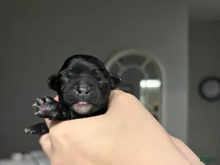 Mixed Breed dogs Mixed Breed Puppy 1 - Ad 11