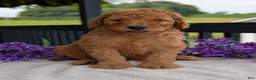 Goldendoodle dogs for sale: Archie  - Ad 10