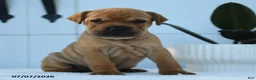 Mini Hippo dogs for sale: Tanner - Ad 3