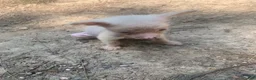 Chinese Crested dogs for sale: Chinese Crested 2 - Ad 8