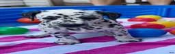 Dalmatian dogs for sale: Dalmatian 9 - Ad 14