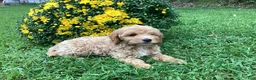 Mini Goldendoodle dogs for sale: Ranger - Ad 3