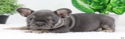 French Bulldog dogs for sale: Eaton - Ad 5