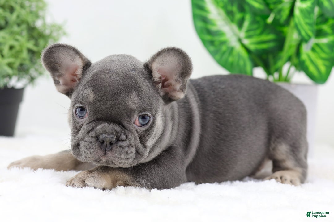 French Bulldog dogs for sale: Eaton - Ad 5