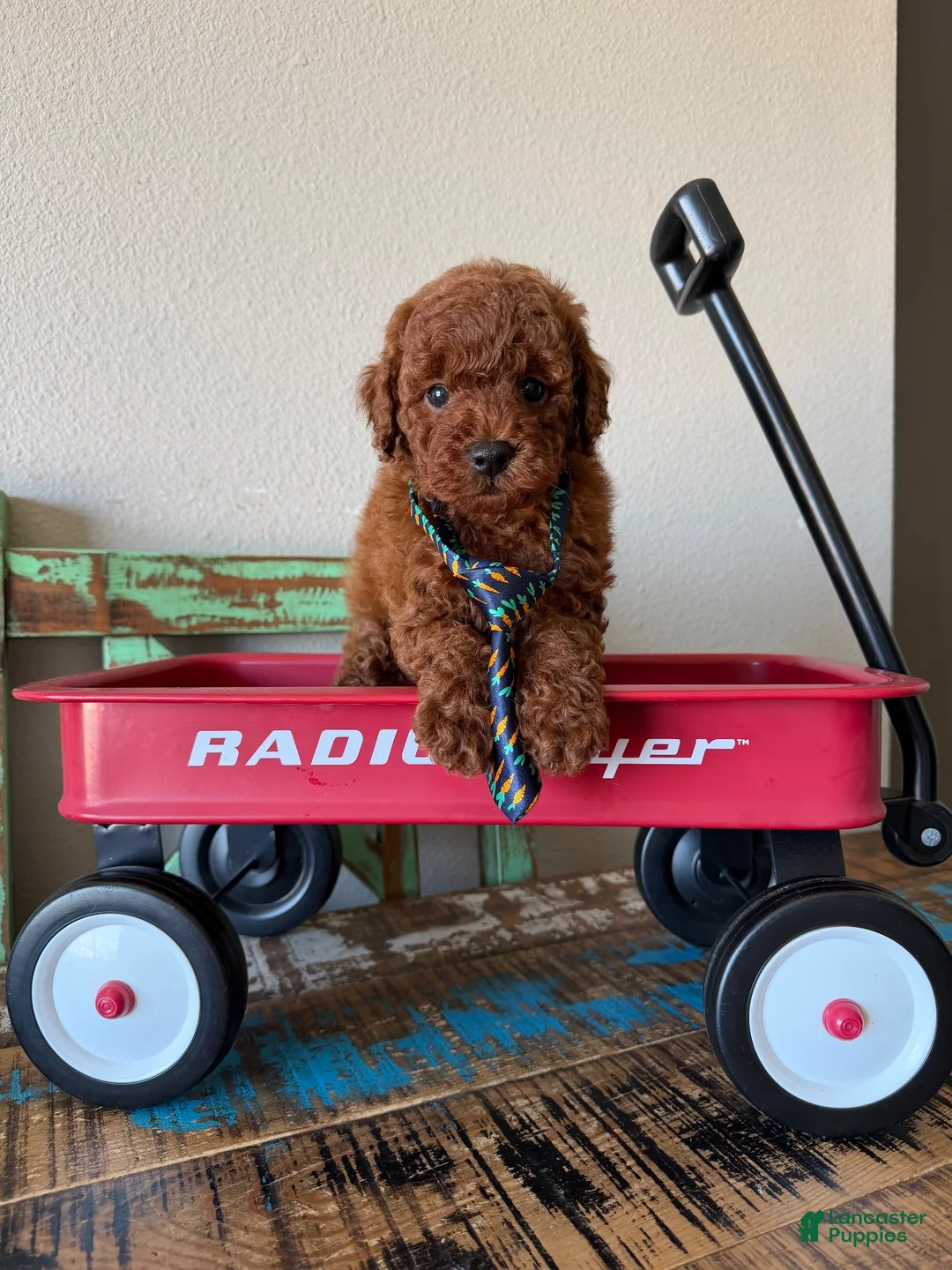 Toy Poodle dogs for sale: Akc Red Toy Poodle Boy - Ad 2
