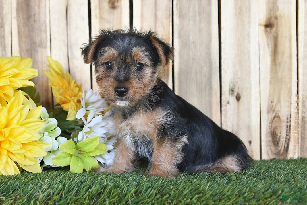 Yorkshire Terrier dogs for sale: Dalas - Ad 1