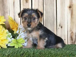 Yorkshire Terrier dogs for sale: Dalas - Ad 3