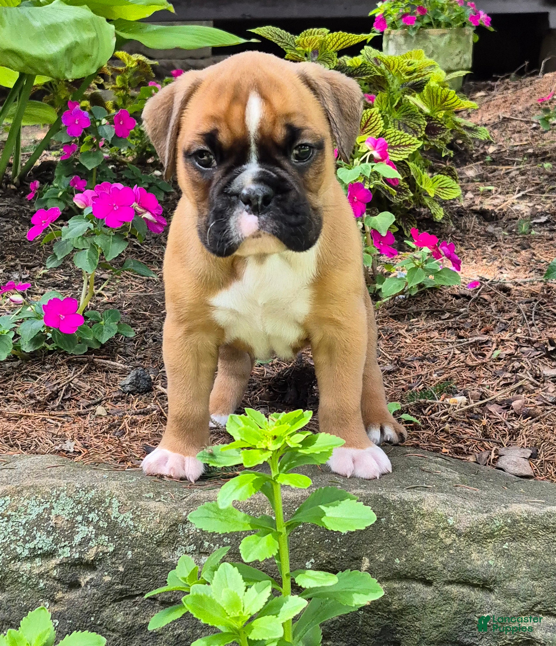 Boxer dogs Molly  - Ad 1