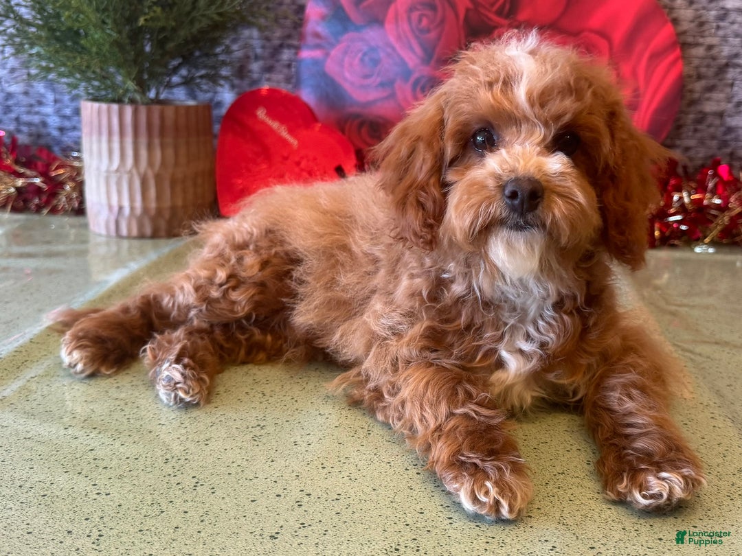 Cavapoo dogs for sale: Nate - Ad 4