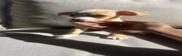 Chihuahua dogs for sale: Drake - Ad 3
