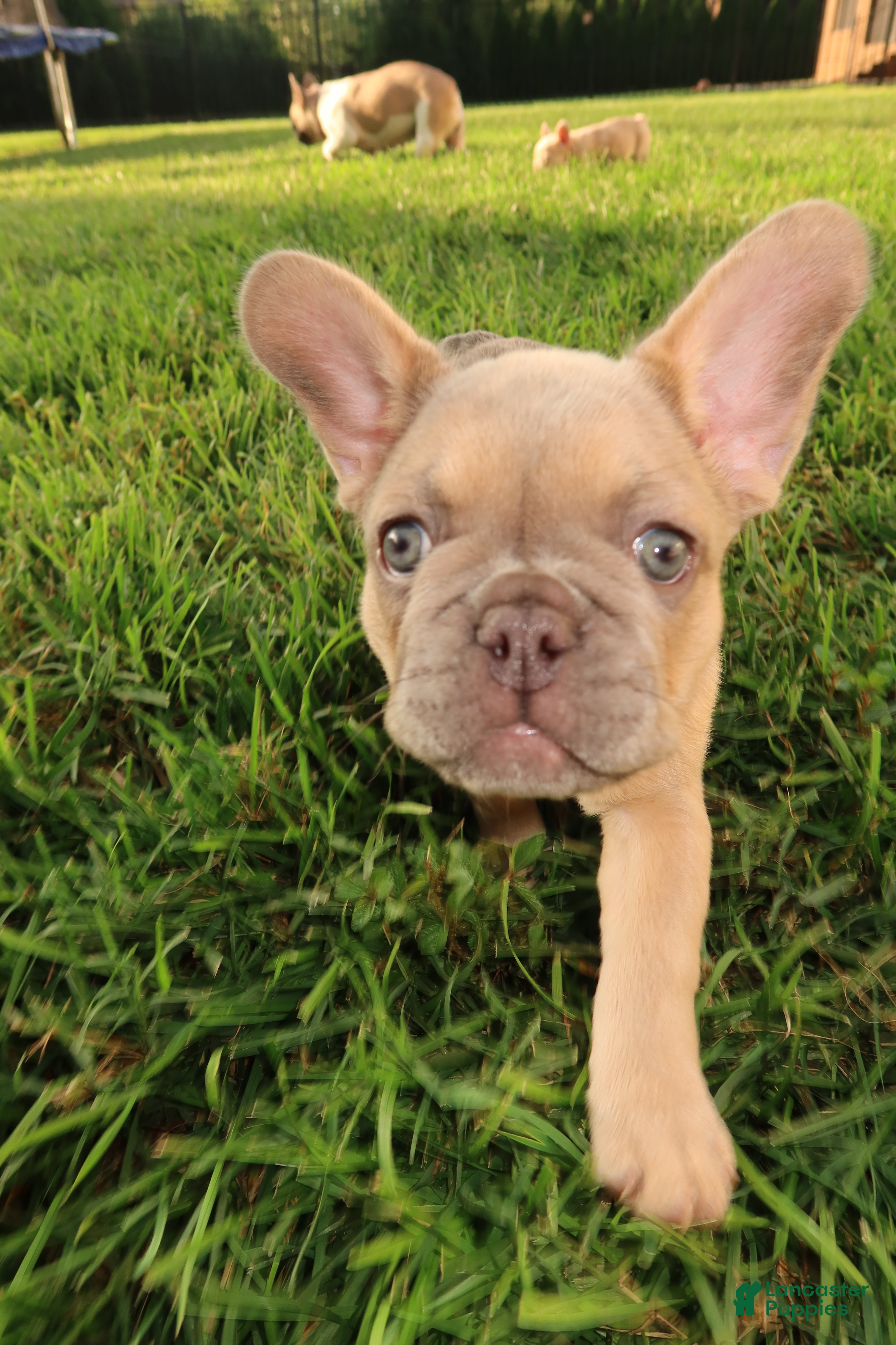 French Bulldog dogs Armani - Ad 1