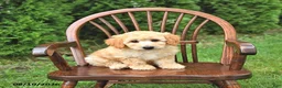 Mini Goldendoodle dogs for sale: Kaci - Ad 3