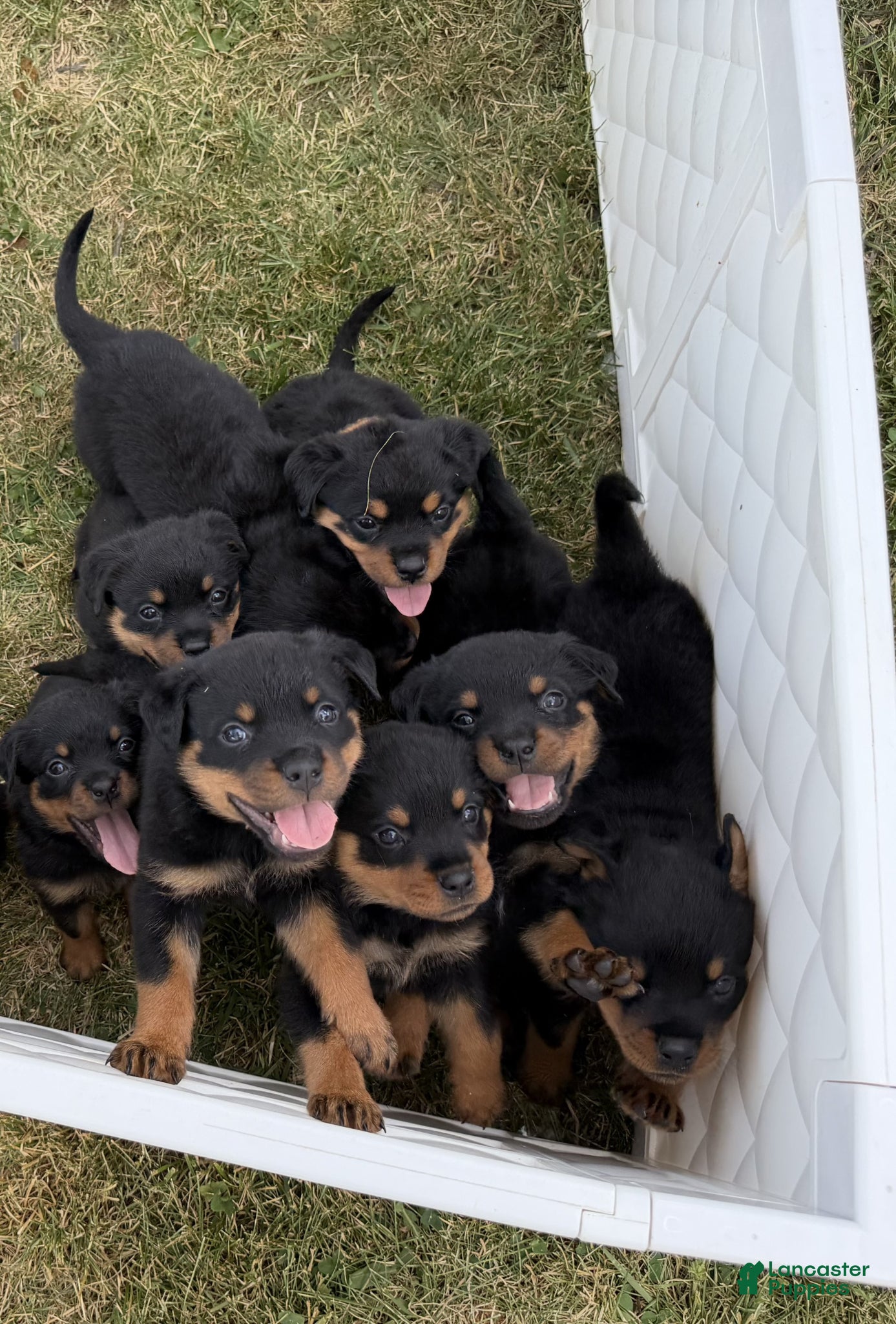 Rottweiler dogs for sale: Sirius - Ad 3