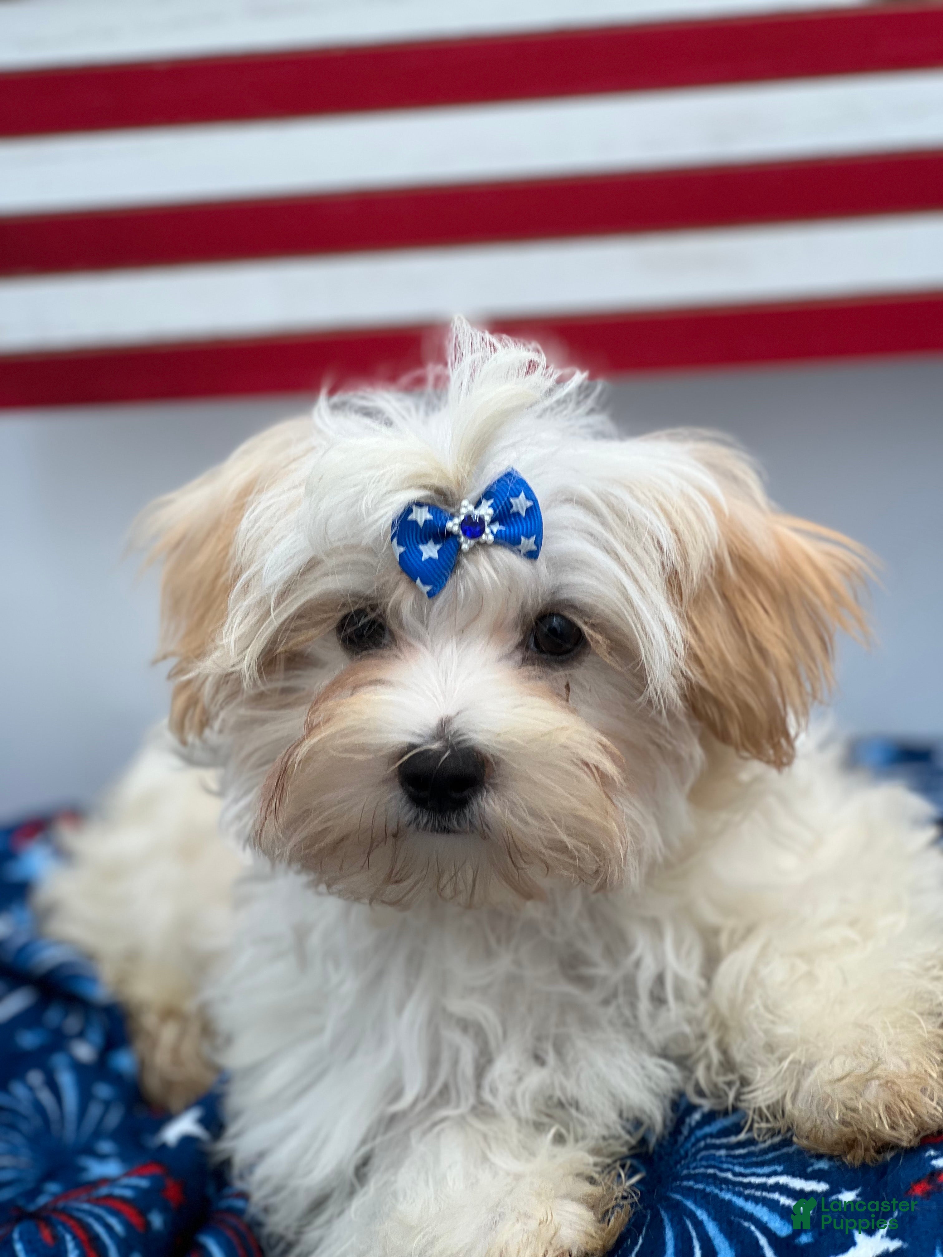 Morkie dogs Charlie is a beautiful Morkie - Ad 2