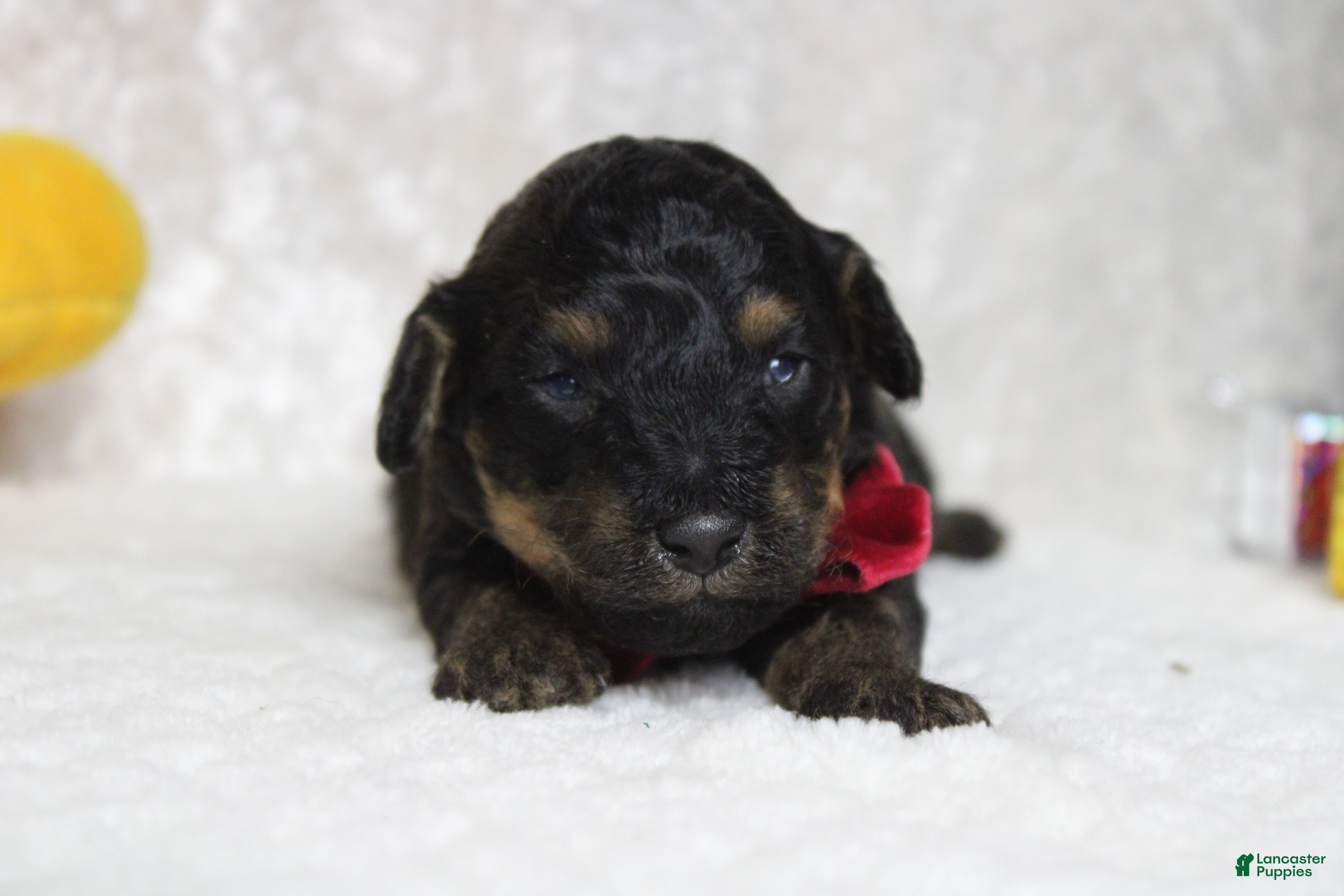 Toy Poodle dogs Jasper  - Ad 12