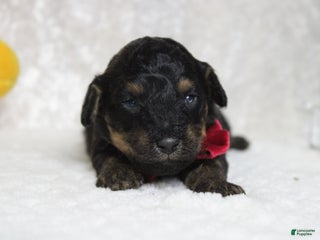 Toy Poodle dogs Jasper - Ad 12