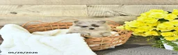 Pomeranian dogs for sale: Curtis - Ad 3