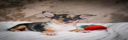 Chihuahua dogs for sale: Abby - Ad 5