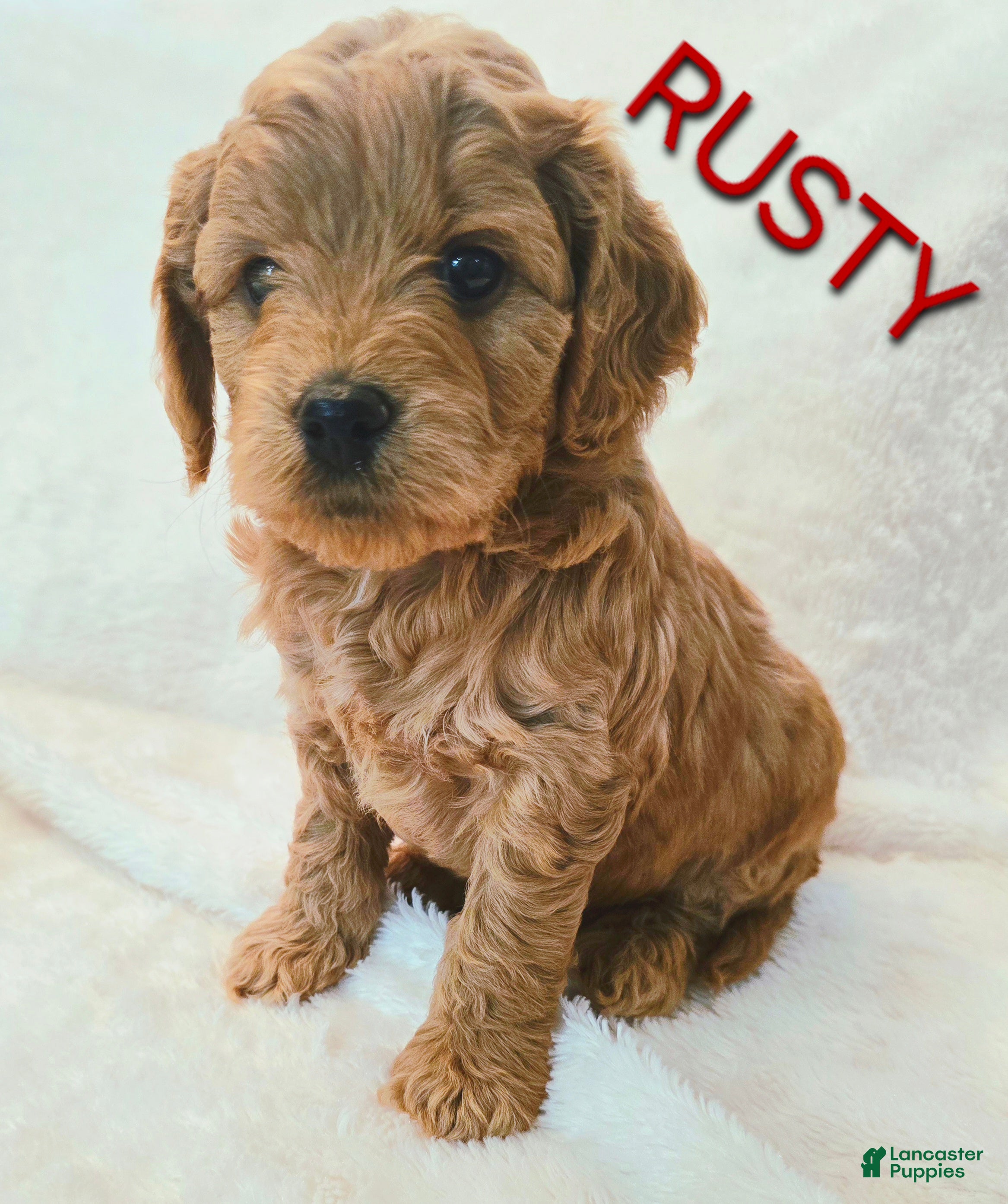 Goldendoodle dogs Rusty - Ad 8