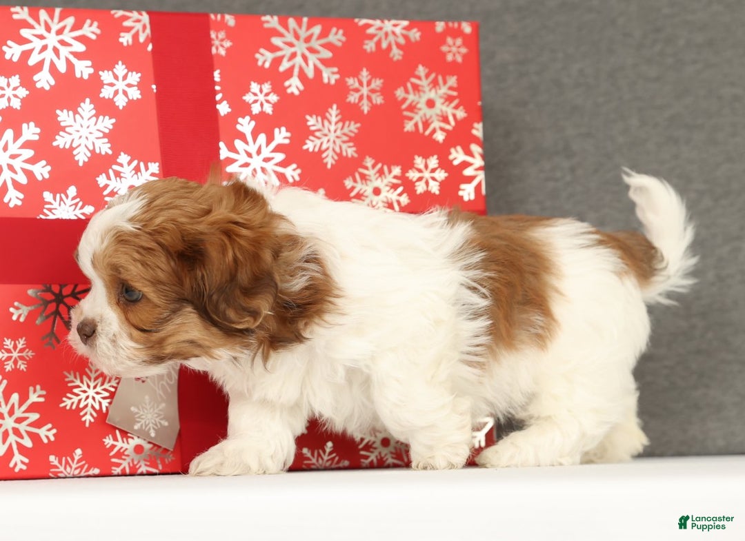 Shih Tzu dogs for sale: Elliot - Ad 3