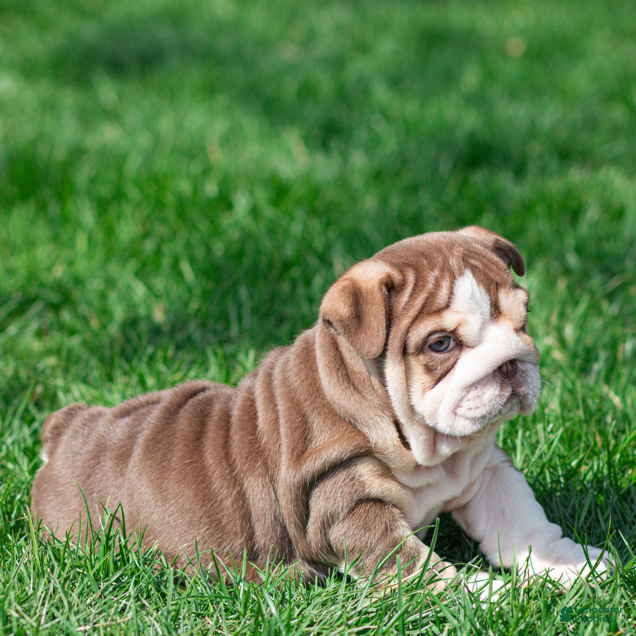 English Bulldog dogs Truffle Bay English Bulldog Puppy  - Ad 2