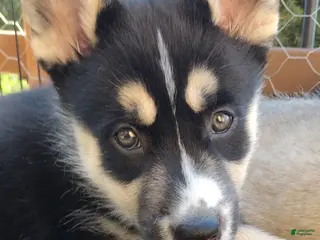 Gerberian Shepsky dogs for sale: Star - Ad 1