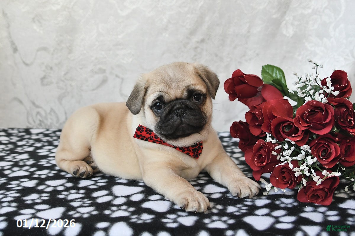 Pug dogs Marley - Ad 18