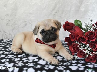 Pug dogs Marley - Ad 17