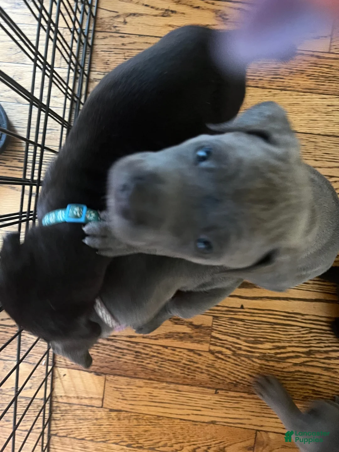 Gallery Image {{count}}