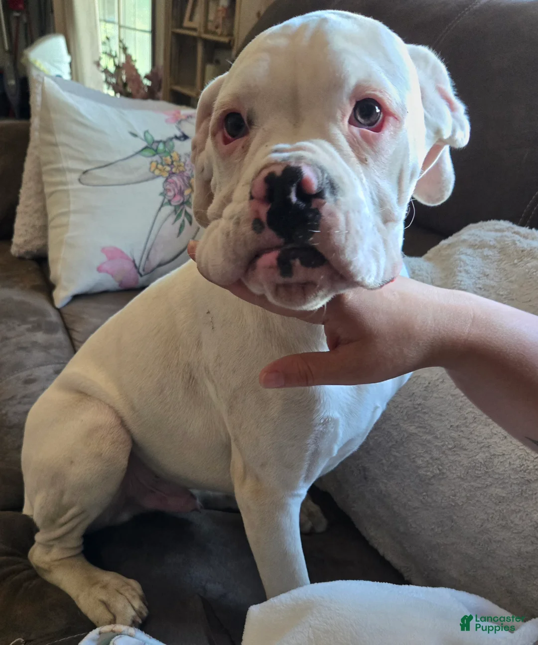 Boxer dogs for sale: Sam - Ad 1